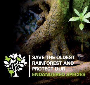Australia rain forest foundation website